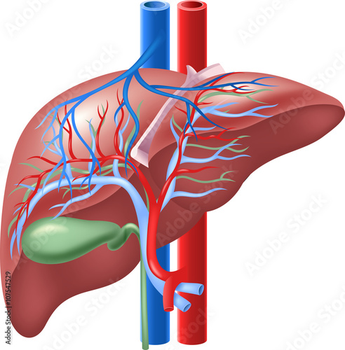 Illustration of Human Internal Liver and Gallbladder