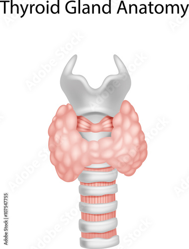 Illustration of Thyroid Gland Anatomy 