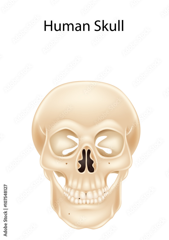 Human skull isolated on white background