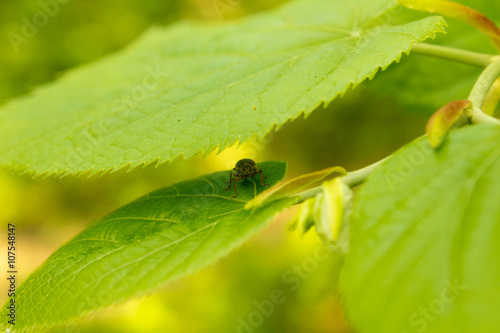 bug on the green leaf
