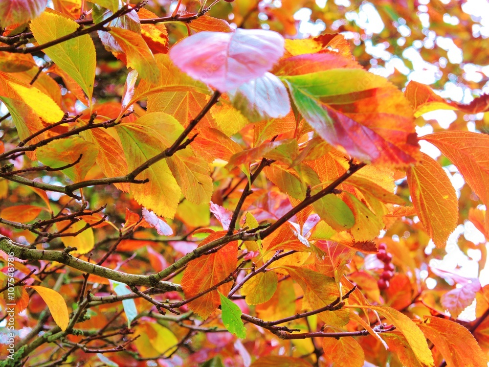 Colourful Autumn Leaves.