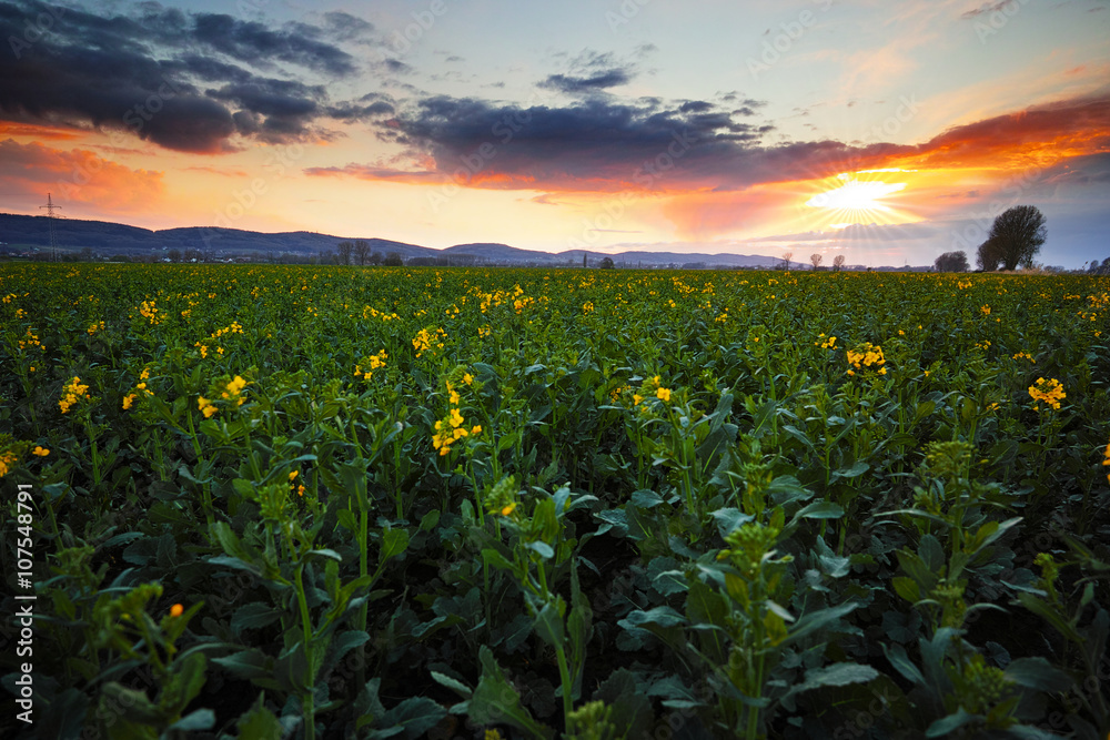 Sonnenuntergang, Rapsfeld Sonnenuntergang, Rapsfeld