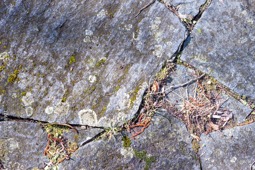 Obraz premium Grey mossy wall background