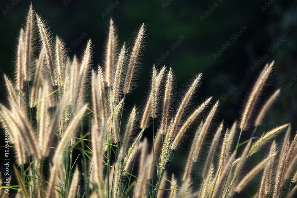 Fototapeta premium reeds flower.