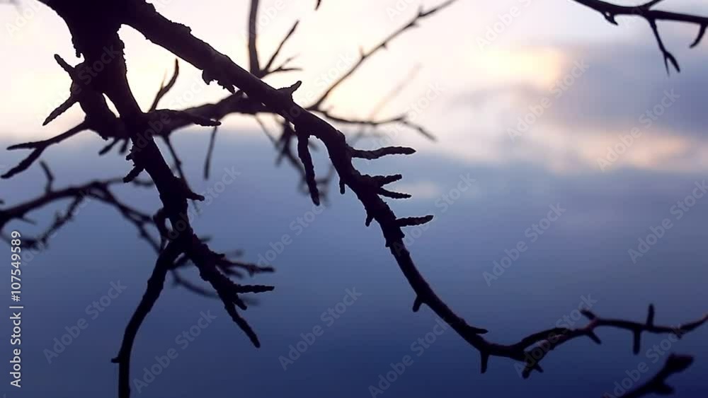 macro large branch bud pear landscape silhouette nature sunset macro large branch bud pear landscape silhouette nature sunset
