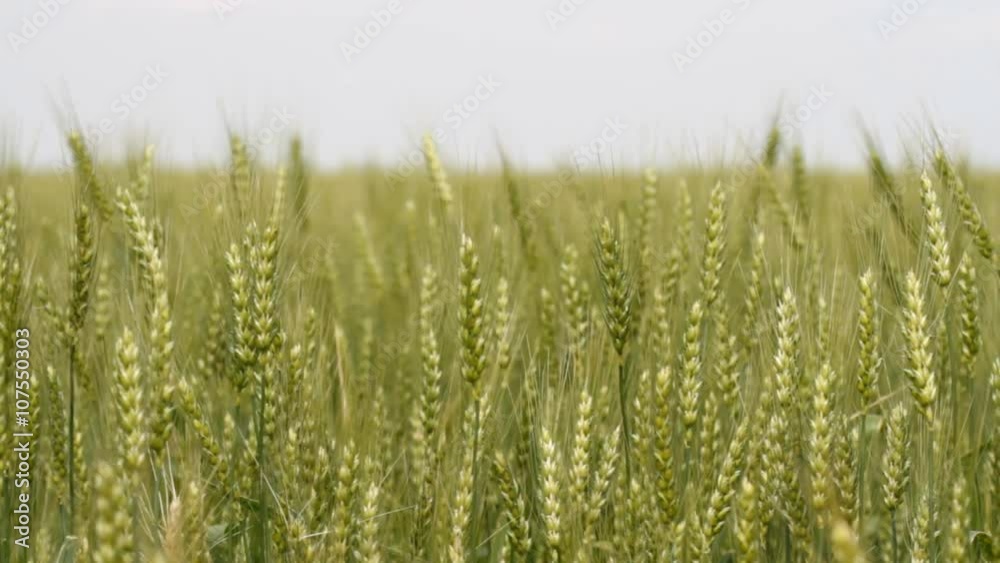 Green wheat on the field Green wheat on the field