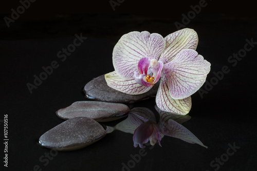 Orchid and stones in water with reflectio