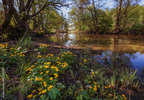 Caltha palustris blossoms on a river