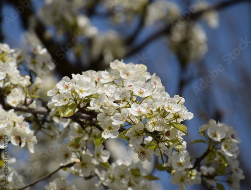 Blooming wild pear in the garden