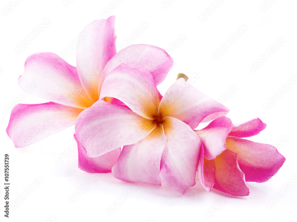 Obraz premium beautiful plumaria flowers on white background