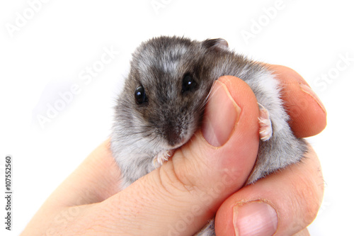 dzungarian hamster in human hands