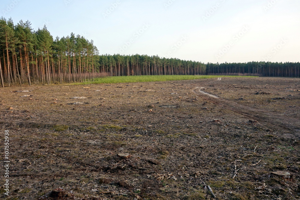 Fototapeta premium glade in the forest near Sielpia, Poland