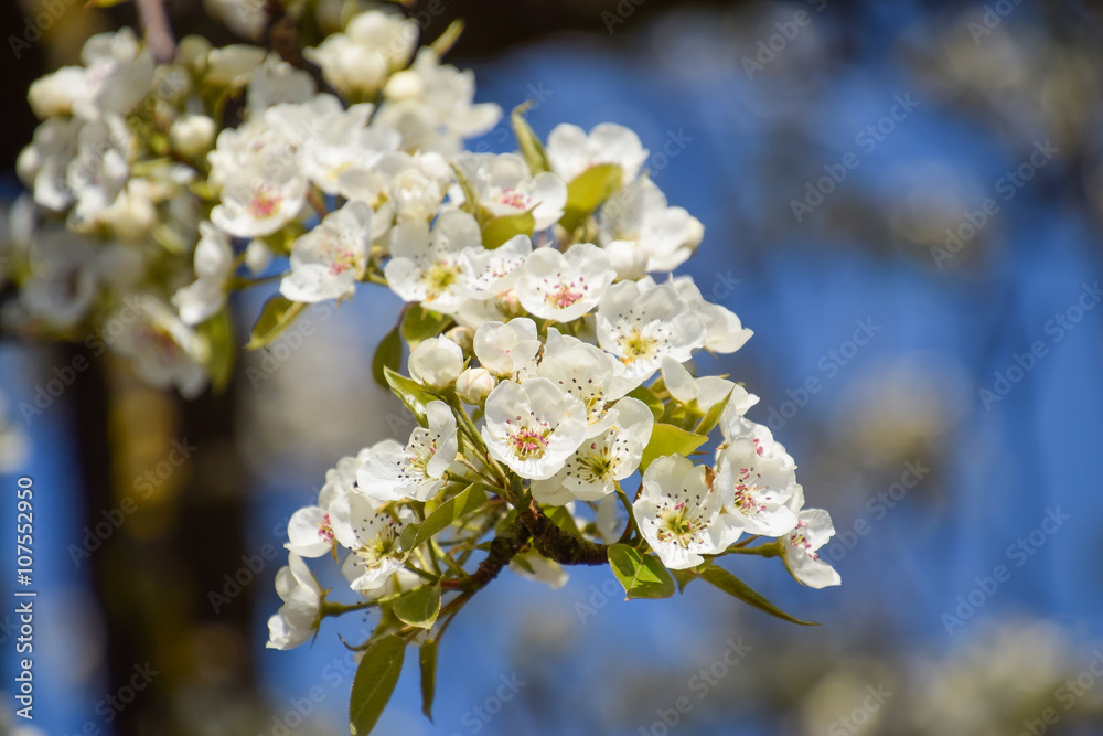 Blooming wild pear in the garden Blooming wild pear in the garden