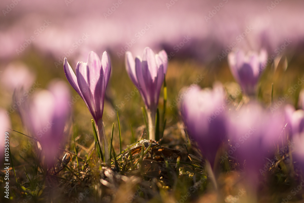 two purple blooming safron crocus flowers in the spring garden with shallow depth of field two purple blooming safron crocus flowers in the spring garden with shallow depth of field
