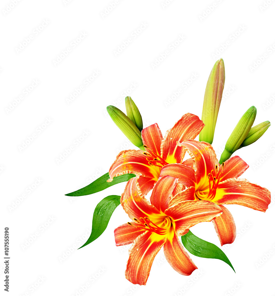 Fototapeta premium Flower lily isolated on white background.