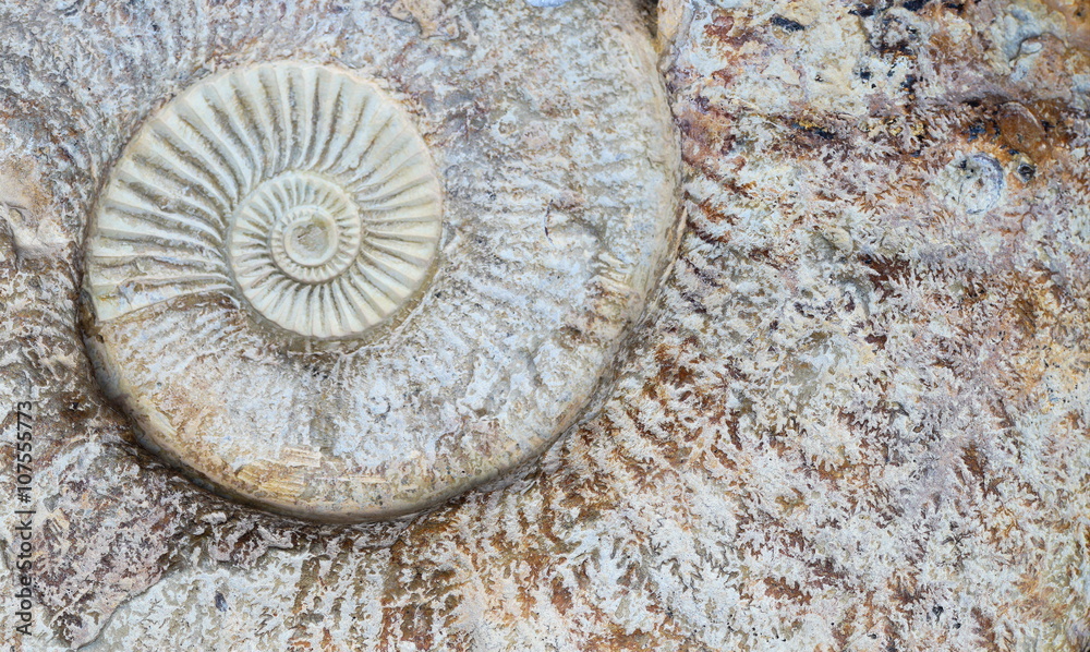 Ammonite spiral Ammonite spiral