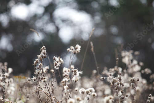 Autumn grass and wildflower background © blue_caterpillar