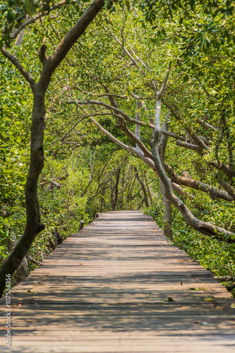 Wooden path walk to tropical forest