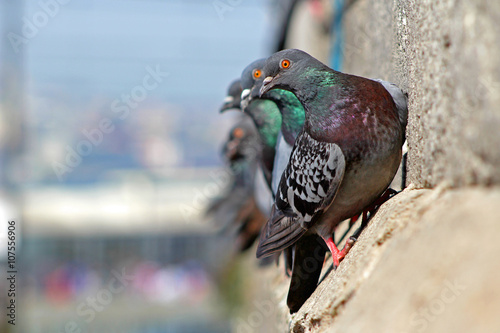 Pigeons on Mosque in Istanbul, Turkey.