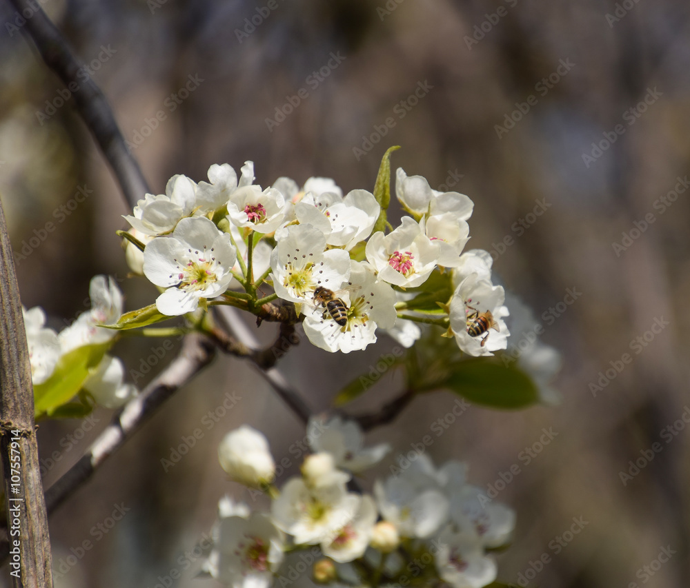 Fototapeta premium Pollination of flowers by bees pears.
