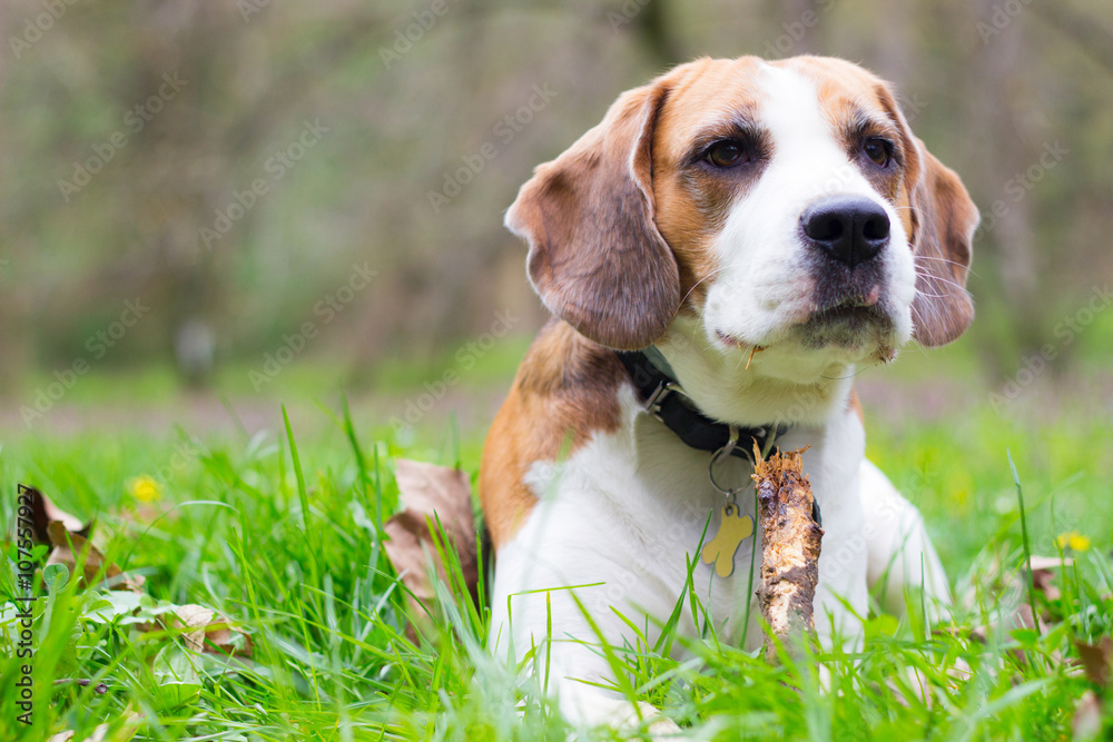 Beagle dog lying in the grass and watching