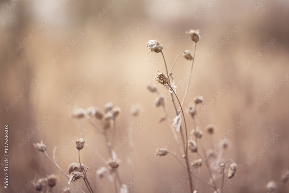 dry bur grass on rural field in early spring, shallow focus dry bur grass on rural field in early spring, shallow focus