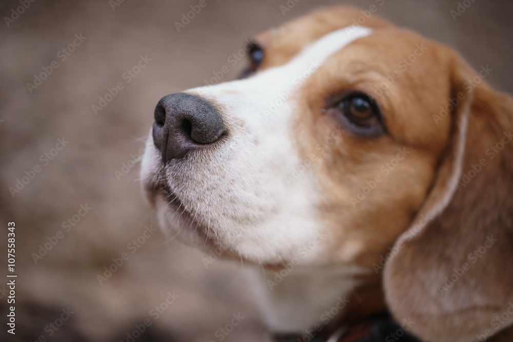 closeup portrait of tricolor beagle dog, focus on the nose