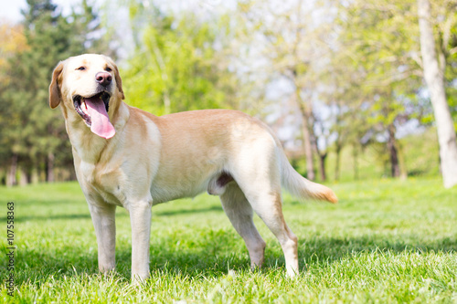 Beautiful labrador retriever dog in the park, sunny day 