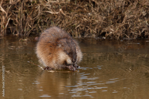 Schilderij op canvas Muskrat. (Lat. Ondatra zibethicus)