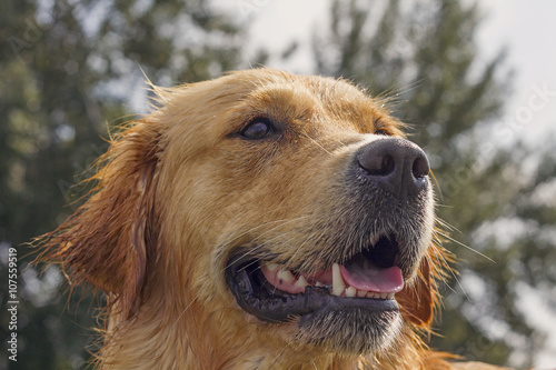 Wet golden retriever headshot