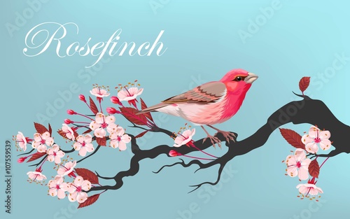 Bird on the cherry branch