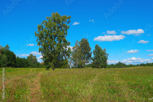 Beautiful summer landscape with trees