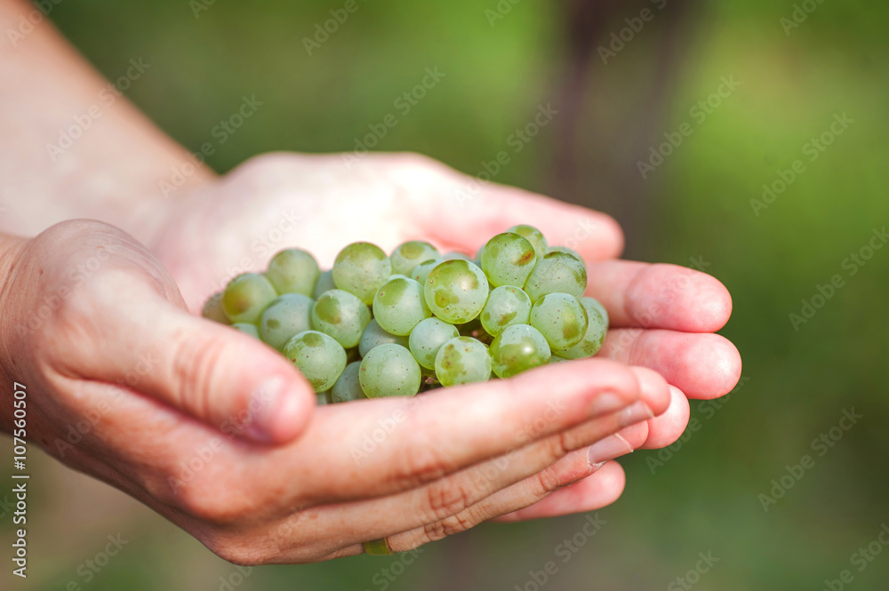 Green grapes in the female arms Green grapes in the female arms