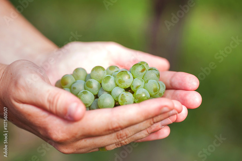 Green grapes in the female arms