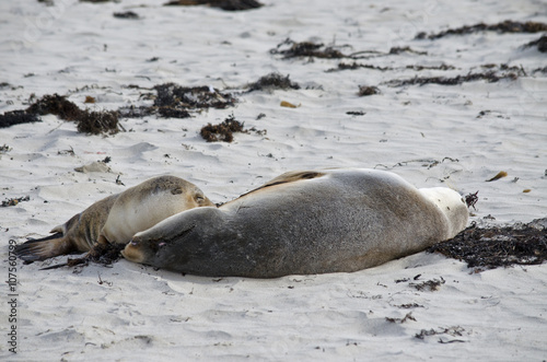 Australian sealion suckling photo