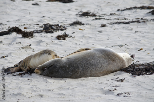 Australian sealion suckling