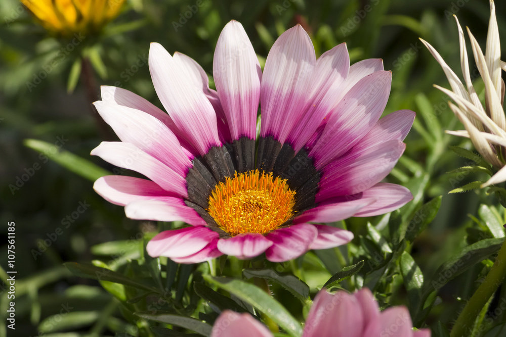 Obraz premium gazania