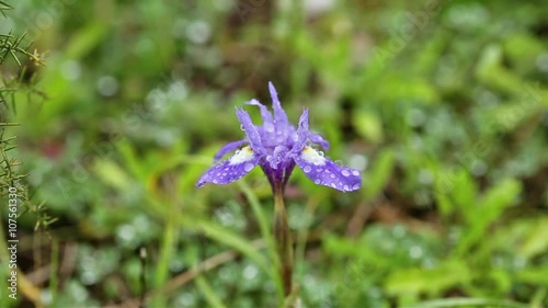 Barbary Nut Gynandriris sisyrinchium wild flower on a rainy day and a green background photo