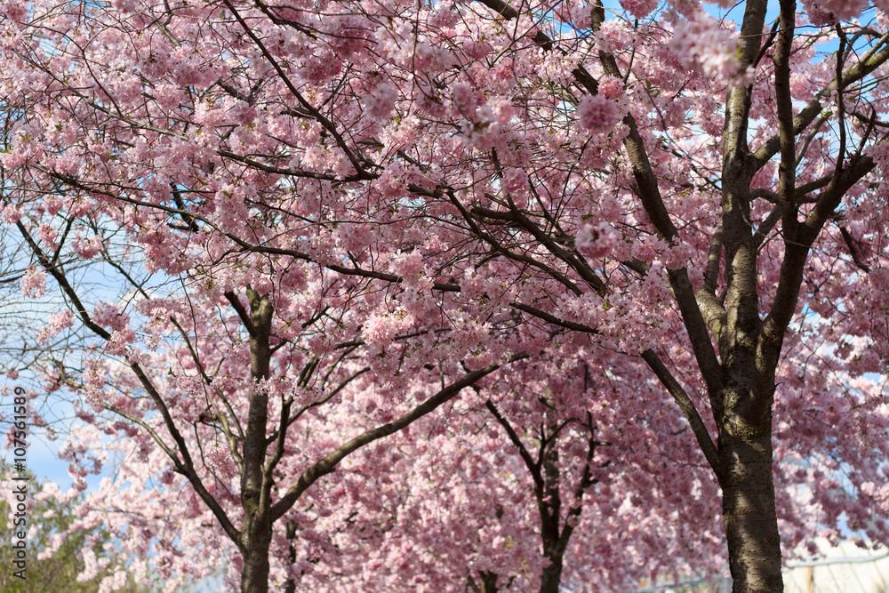 blooming cherry tree pink blossom in spring blooming cherry tree pink blossom in spring
