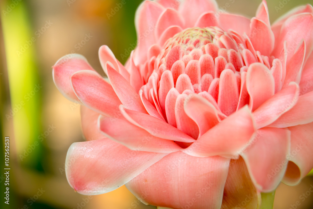 pink flower background 3598