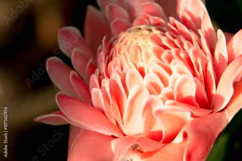 pink flower background 3602