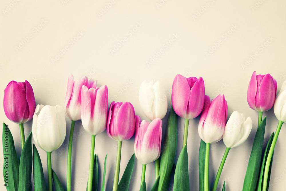 Fototapeta Pink and white tulips over beige background