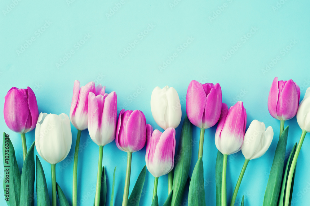 Fototapeta Pink and white tulips over turquoise background