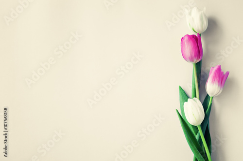 Pink and white tulips over beige background