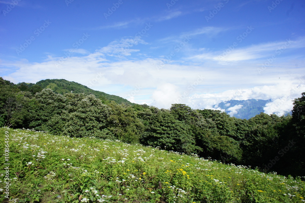 高原の花