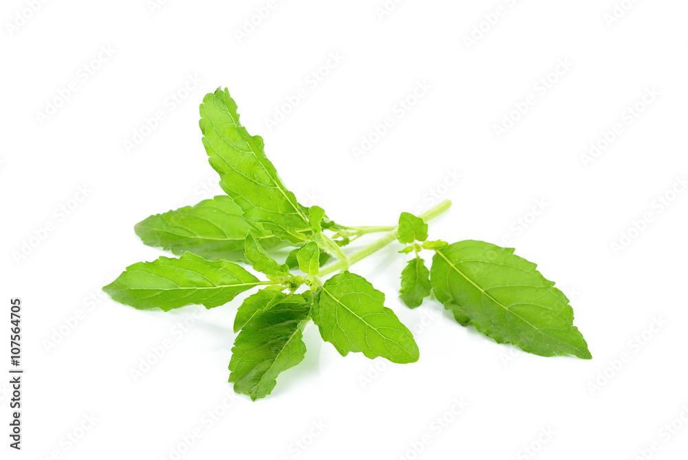 Basil leaf isolated on the white background Basil leaf isolated on the white background