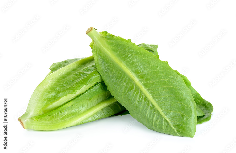 Fototapeta premium Cos Lettuce on White Background