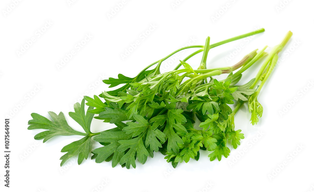 Coriander leaf isolated on the white background Coriander leaf isolated on the white background