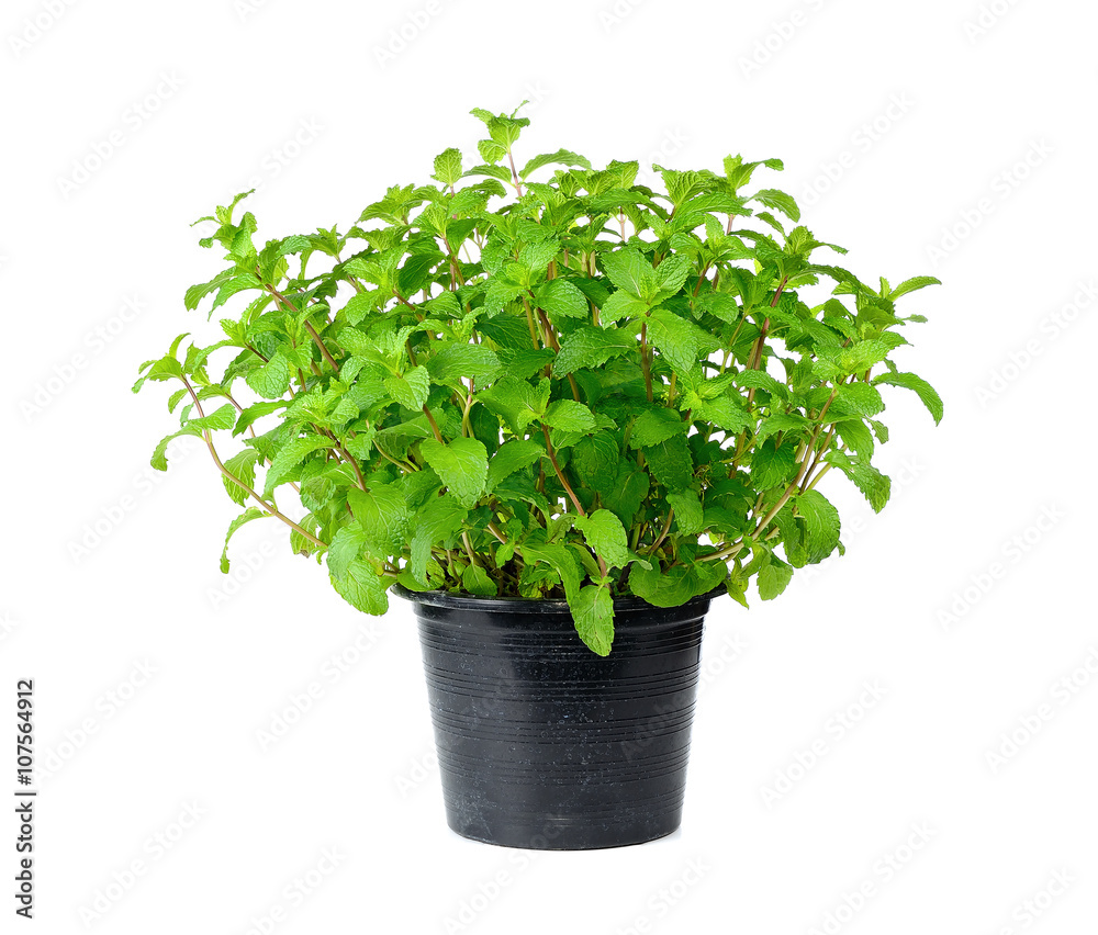 Fresh mint herb isolated on a pot over white Fresh mint herb isolated on a pot over white