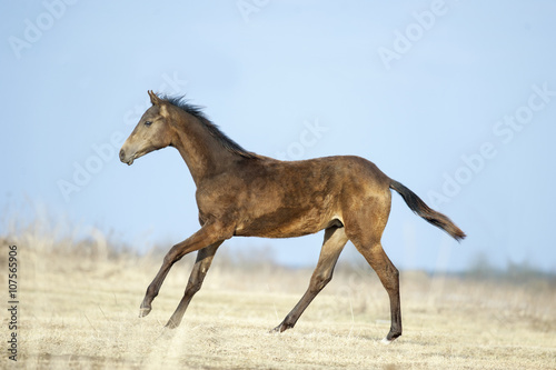 young akhal-teke colt runs free over an early spring field
